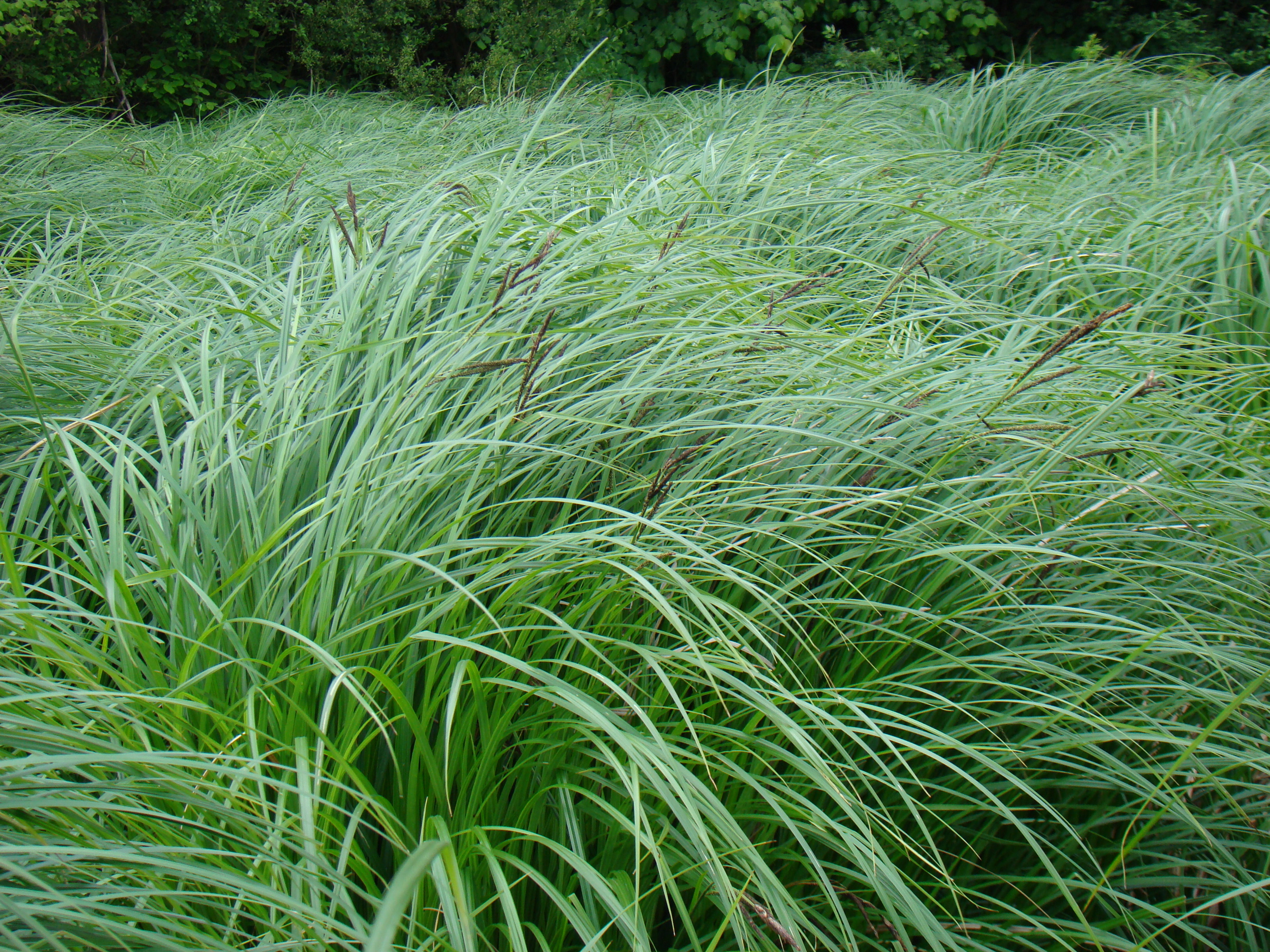 caricetum_acutiformis