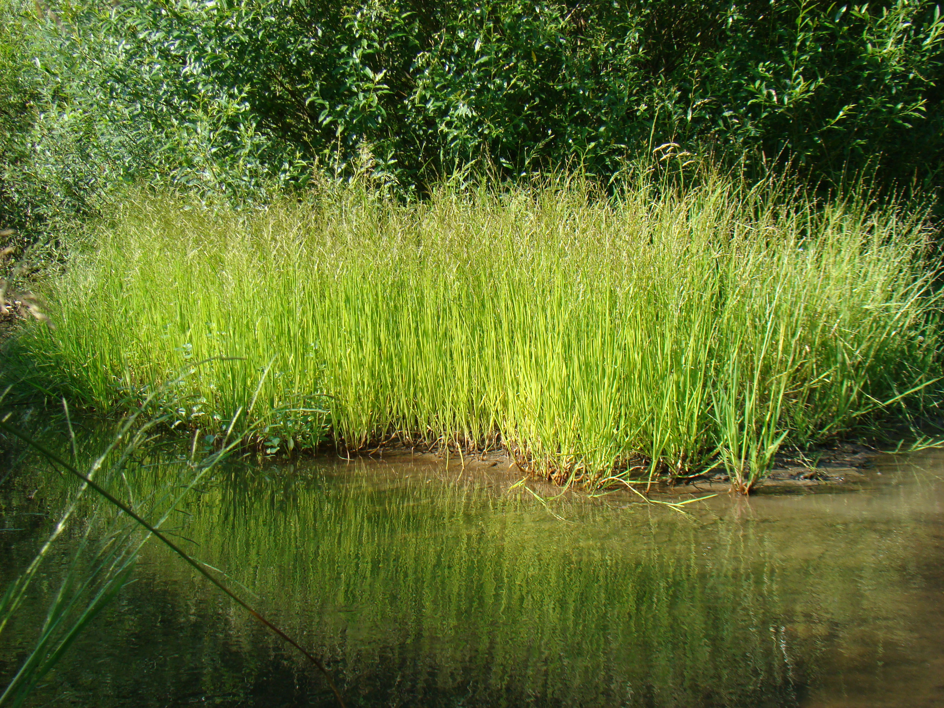 glycerietum_plicatae