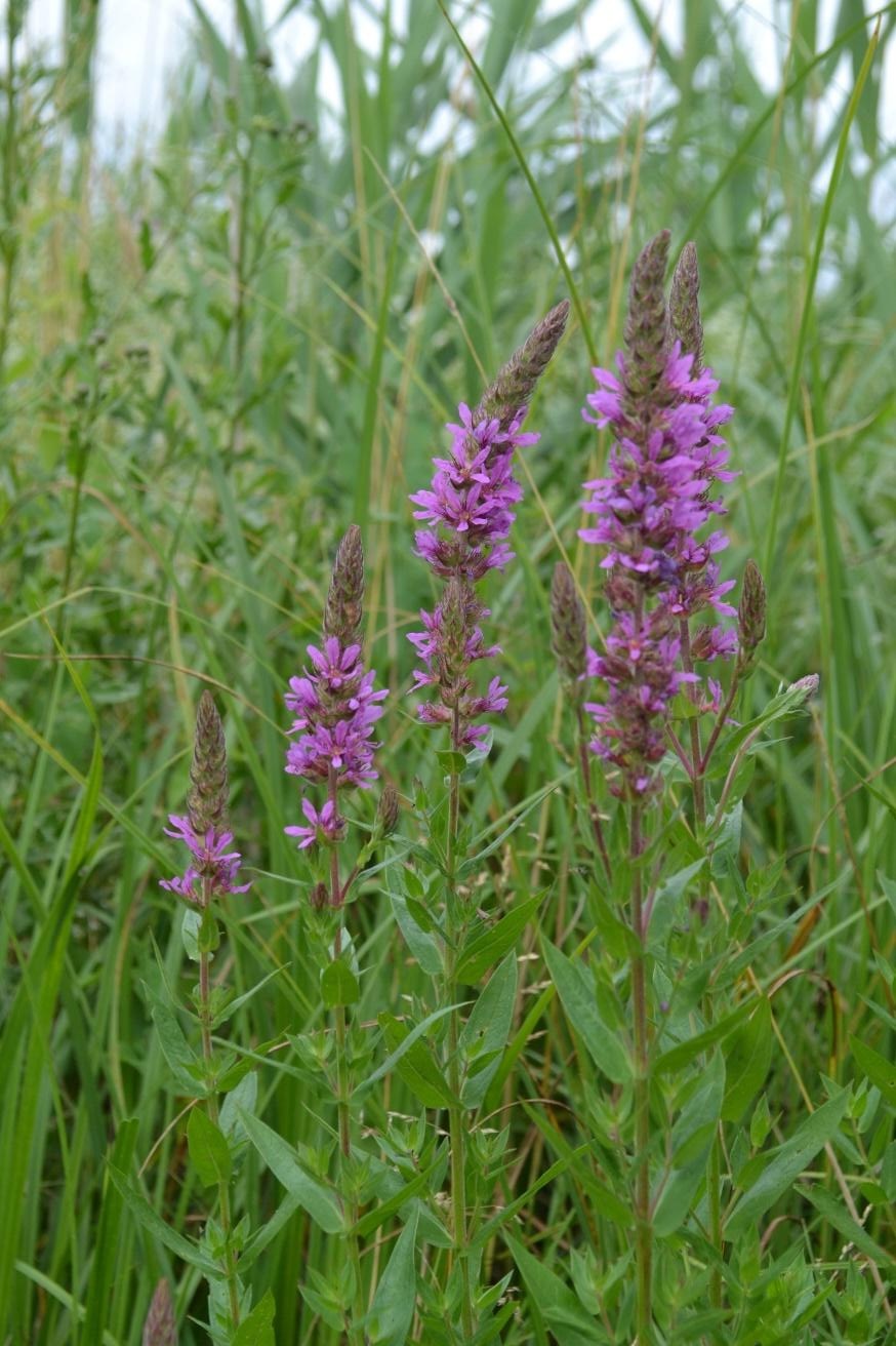 Krwawnica pospolita Lythrum salicaria