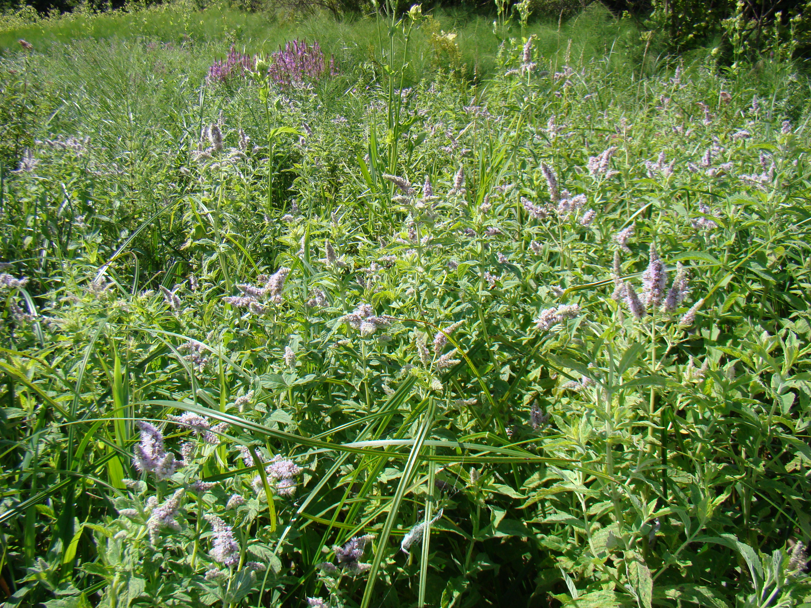 mentho_longifoliae-juncetum_inflexi