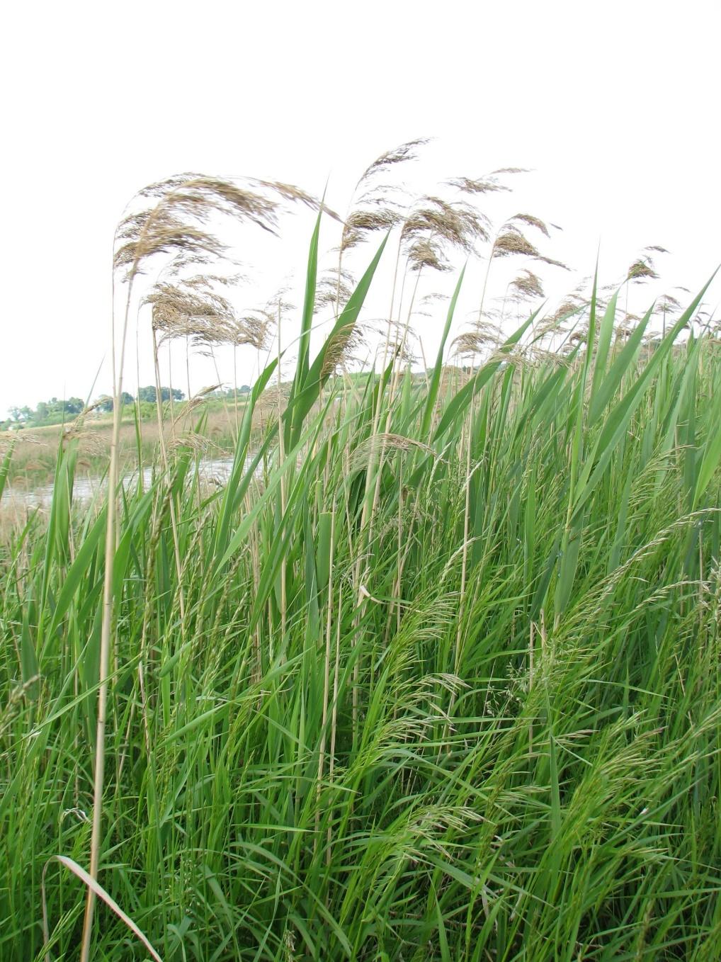 Trzcina pospolita Phragmites australis
