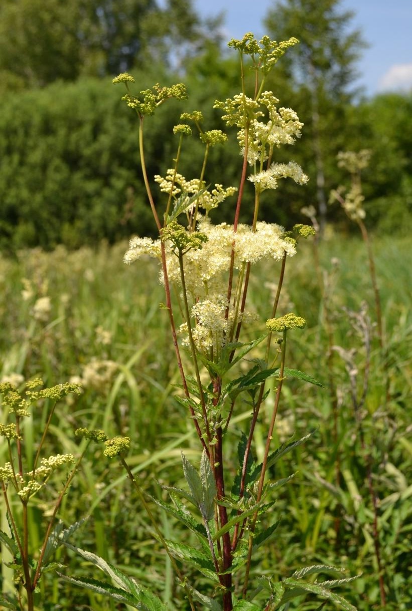 Wiązówka błotna Filipendula ulmaria