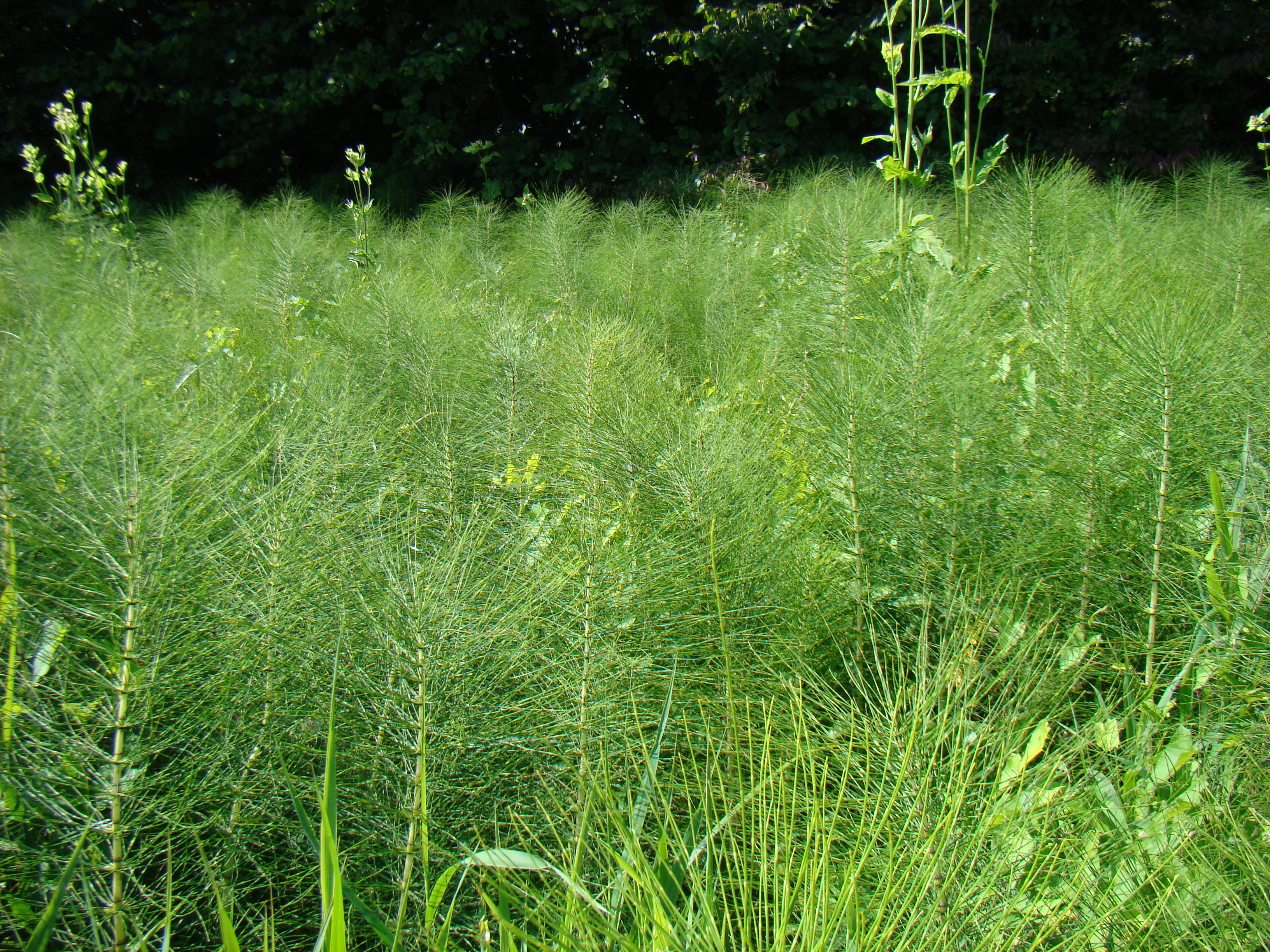zb_Equisetum_maximum