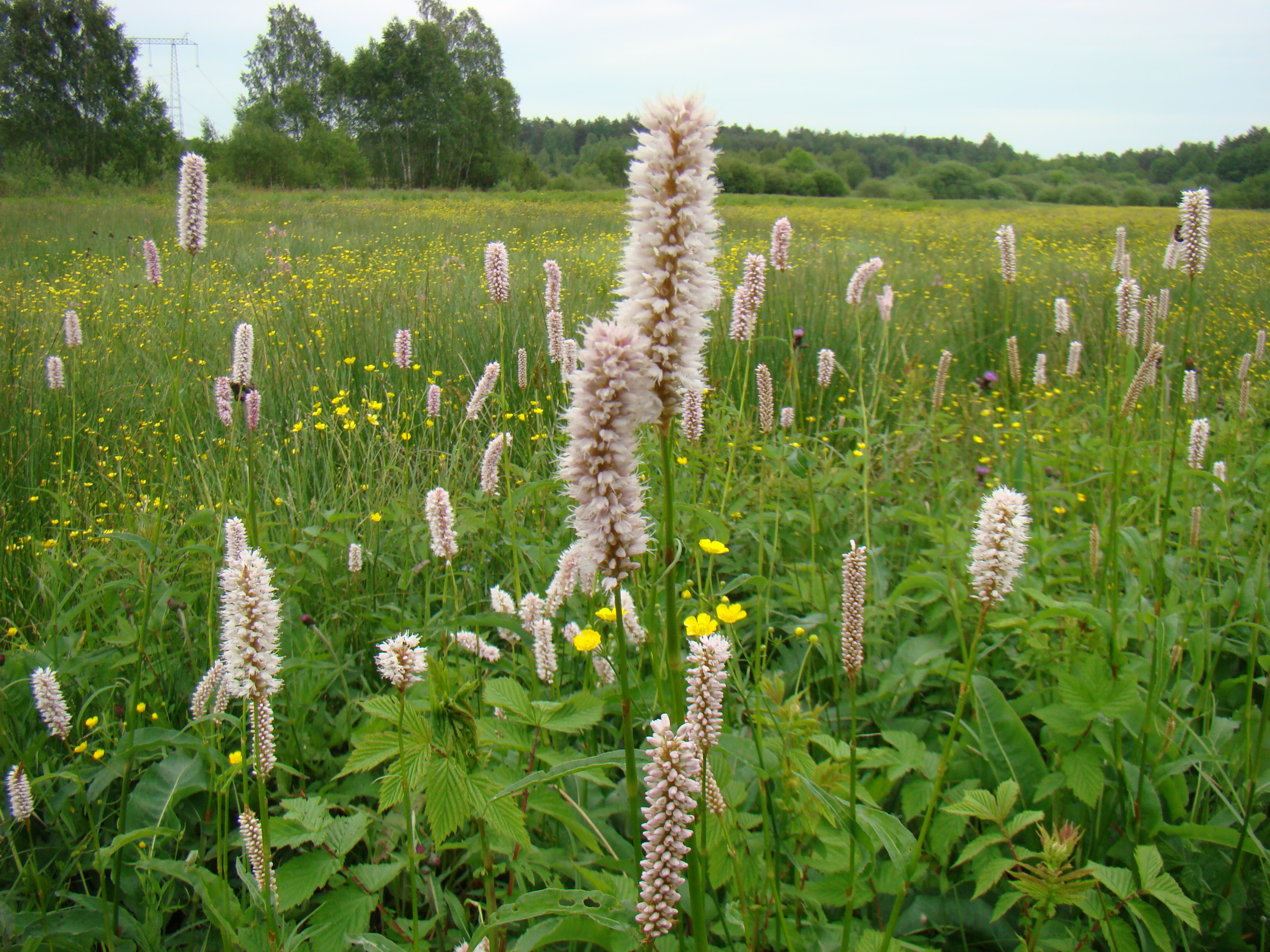 zb_polygonum_bistorta