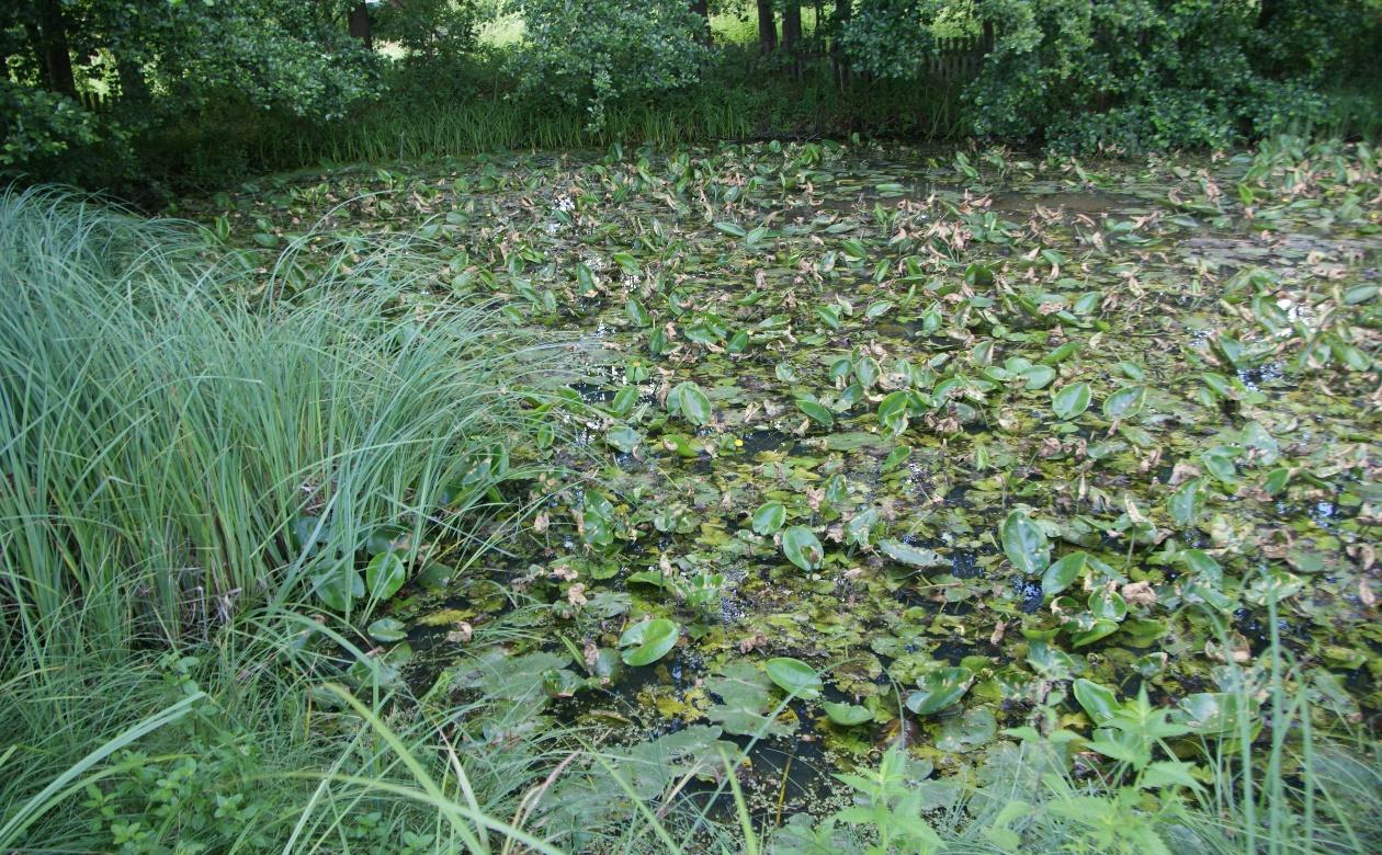 Zbiorowisko grążela żółtego Nuphar lutea